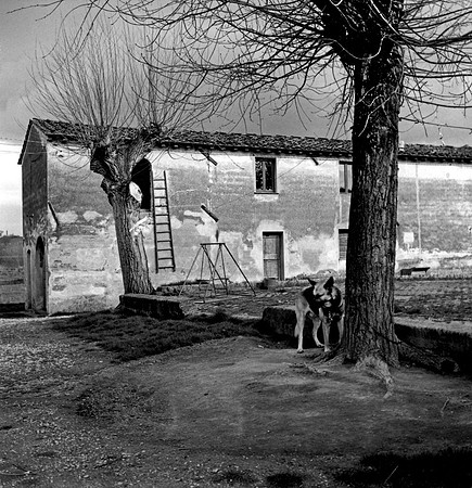 Dog & Barn